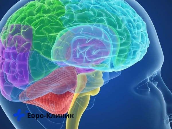 Нарушения в мозгу человека Мозг человека